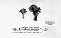 Thelephora caryophyllea image
